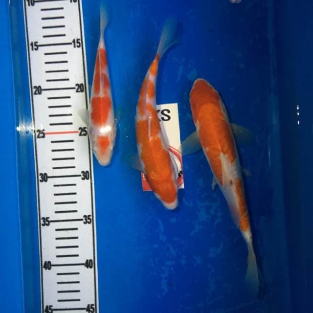 Kohaku Istimewa