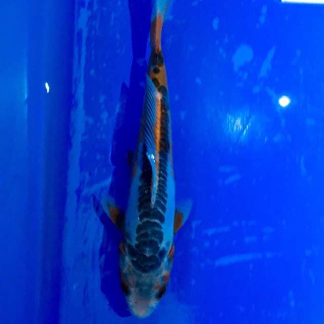 Shusui Istimewa