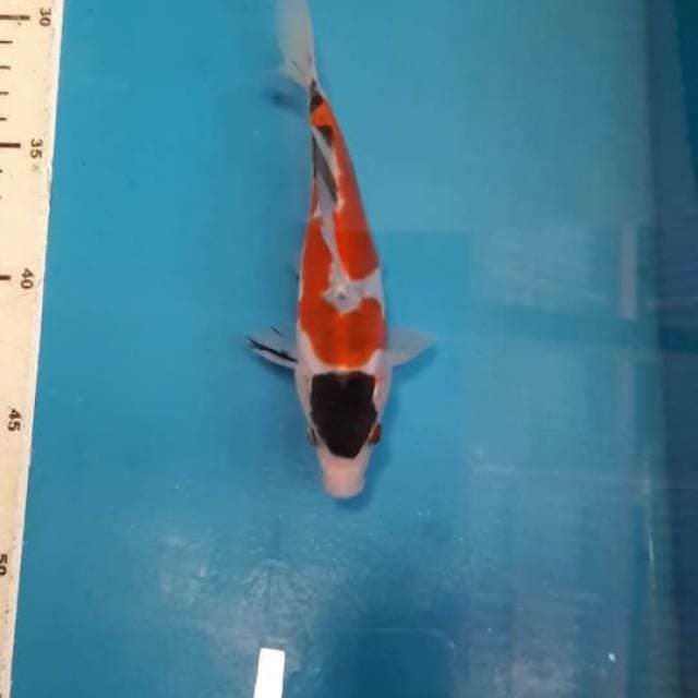 GOROMO UNIQUE 16 CM