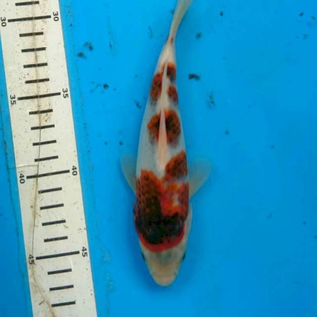GOROMO