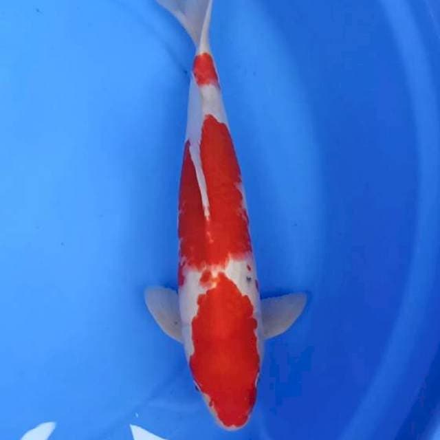 KOHAKU 40BU