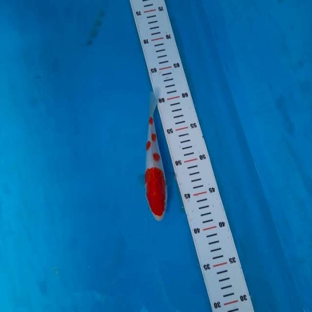 kohaku ori 20bu
