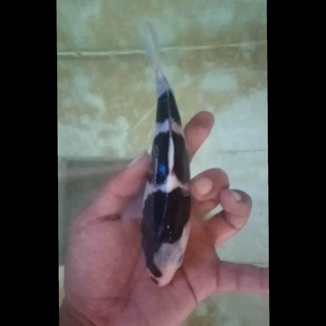 Budho goromo 19cm siip