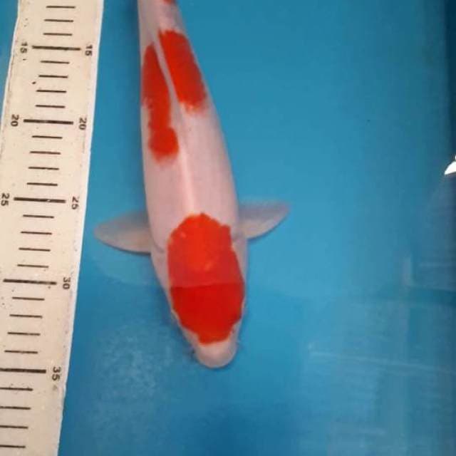 KOHAKU 32 CM