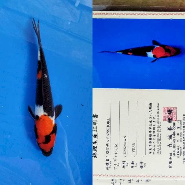 Showa import marusei