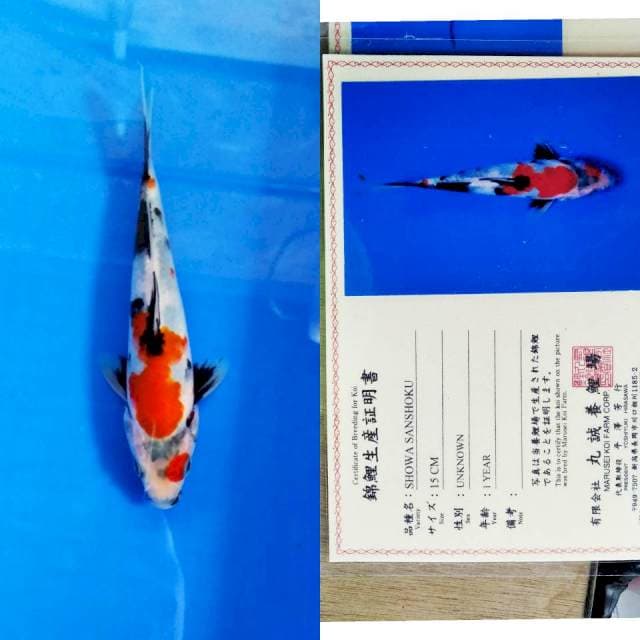 Showa import marusei