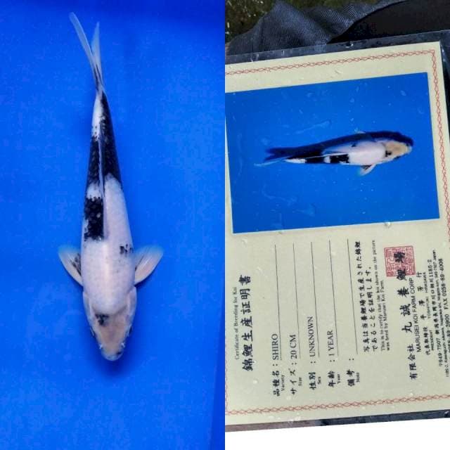 Shiro import marusei