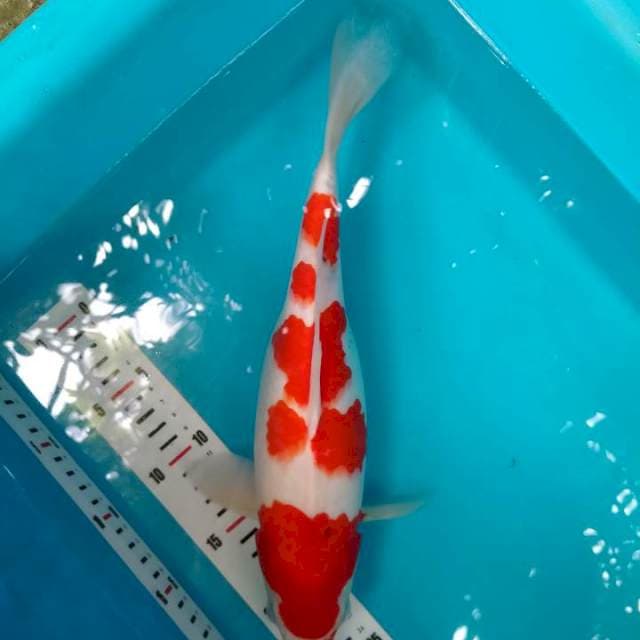 Kohaku, 30 cm