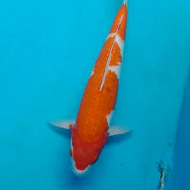 Kohaku merah