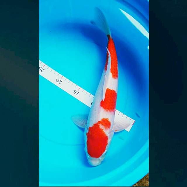 Kohaku 36cm