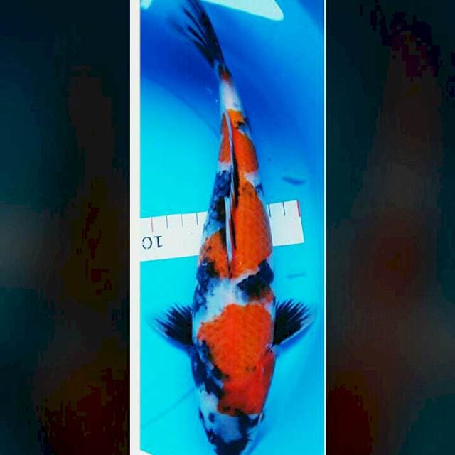 Good showa 31cm