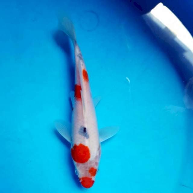 Sanke Kucibeni 18cm