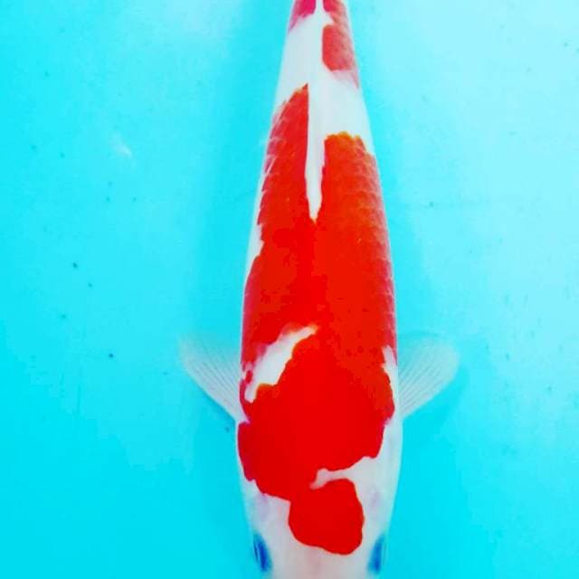 30 cm