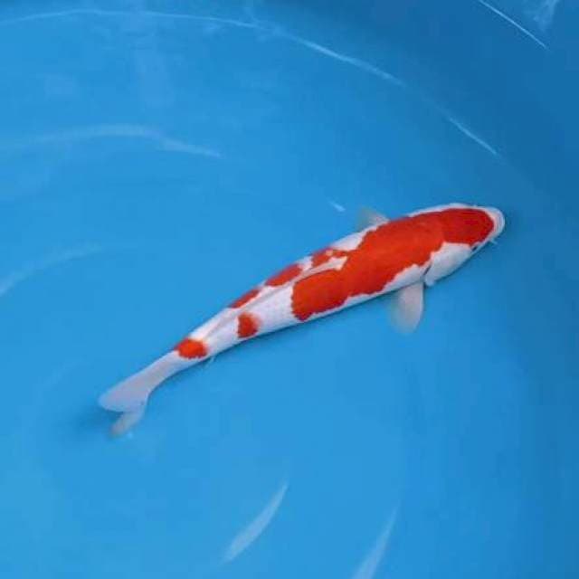 Spesial Red kohaku