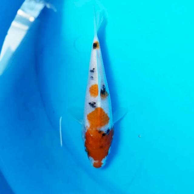 Sanke Kuciben 15cm