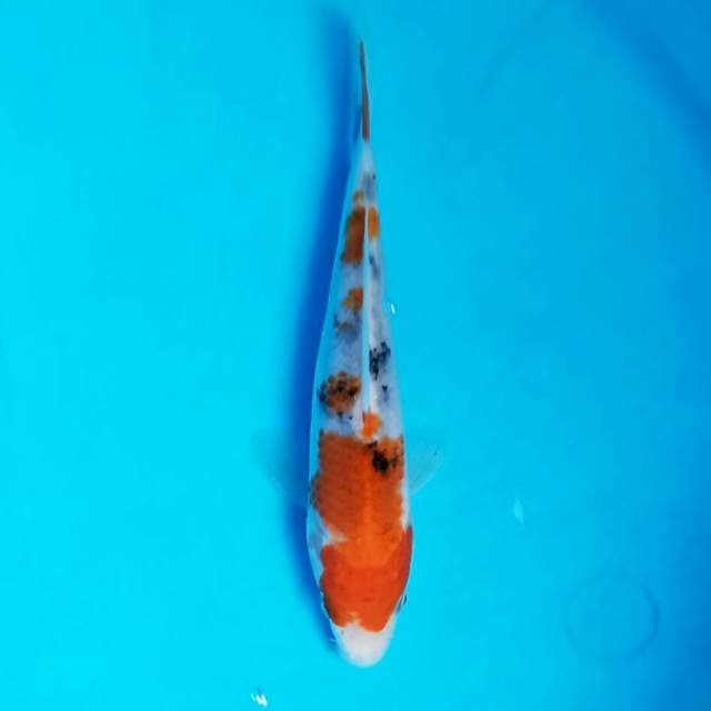 Sanke 15cm