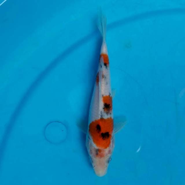 Sanke 15cm