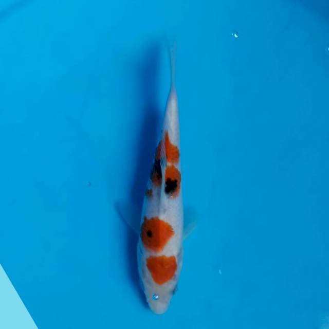 Sanke 15cm