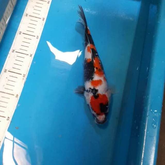 SHOWA SHANSHOKU 27 CM
