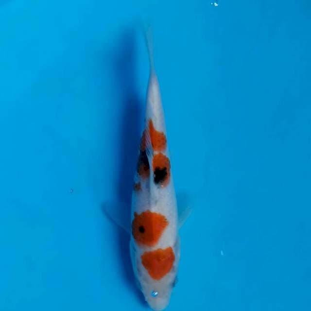 Sanke 15cm