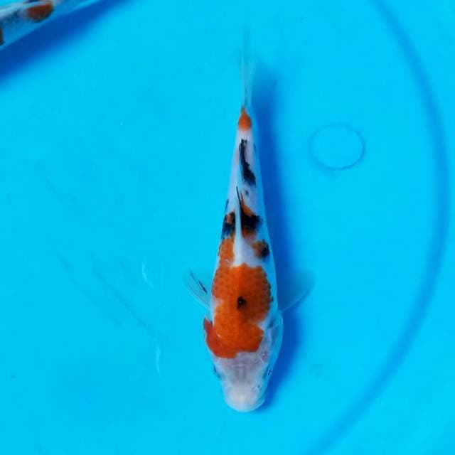 Sanke 15cm