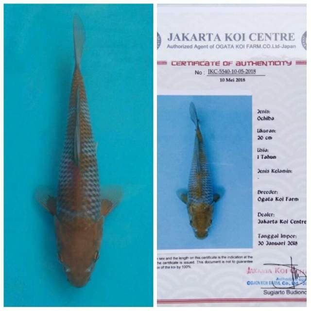 Ogata Ochiba