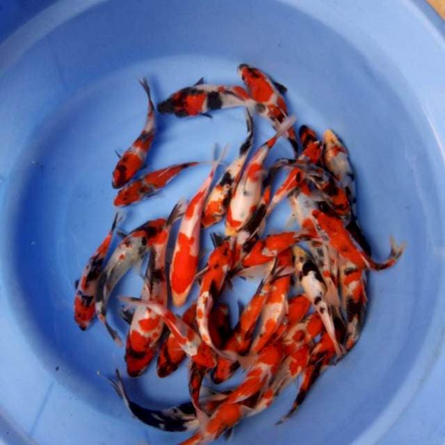 Mix 32ekor 12~17cm