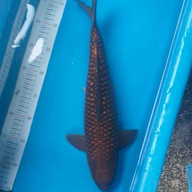 Caghoi tenbaga ginrin munuk