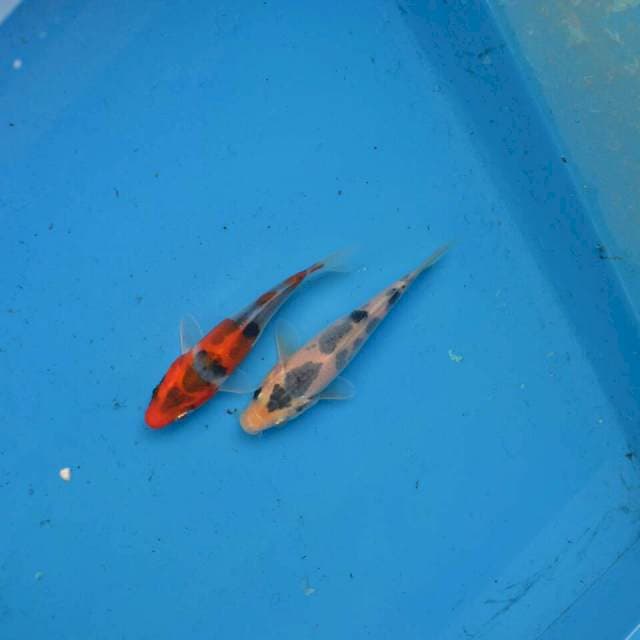 Kawari, Goshiki F1