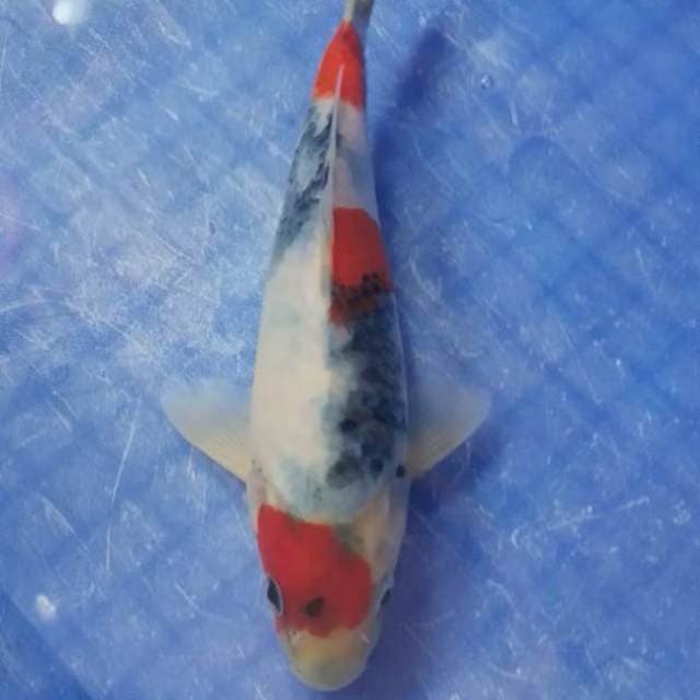 Showa male 20 cm f1