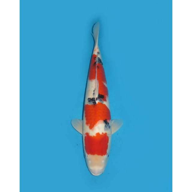 Jumbo Sanke F1 - 48cm