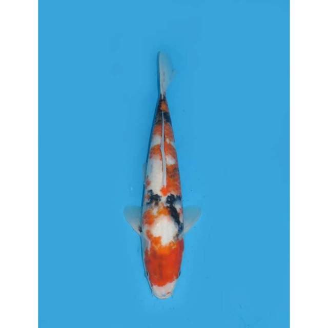 Kindai Showa - 32cm