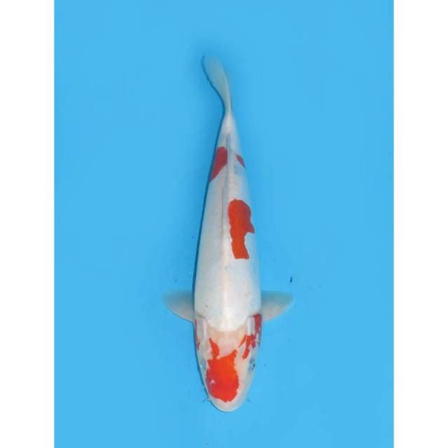 Kohaku Doitsu Murni - 34cm