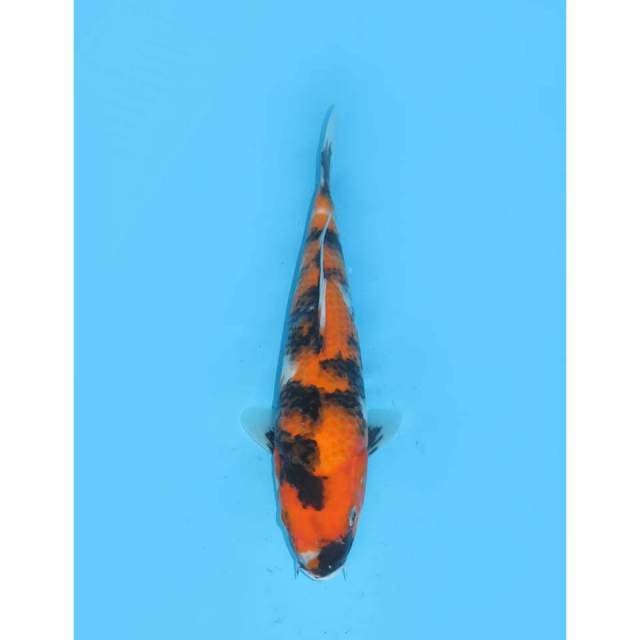 Hi Showa Balance - 24cm
