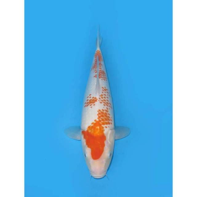 Kohaku Kanoko - 37cm