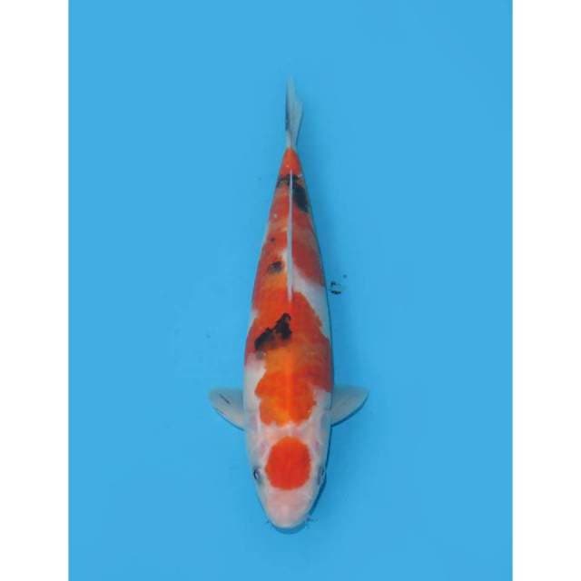 Maruten Sanke - 25cm
