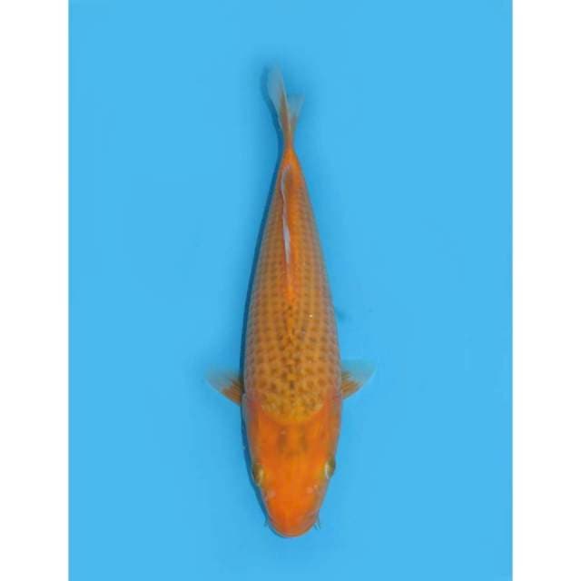 Aka Matsuba Calon Jumbo - 34cm