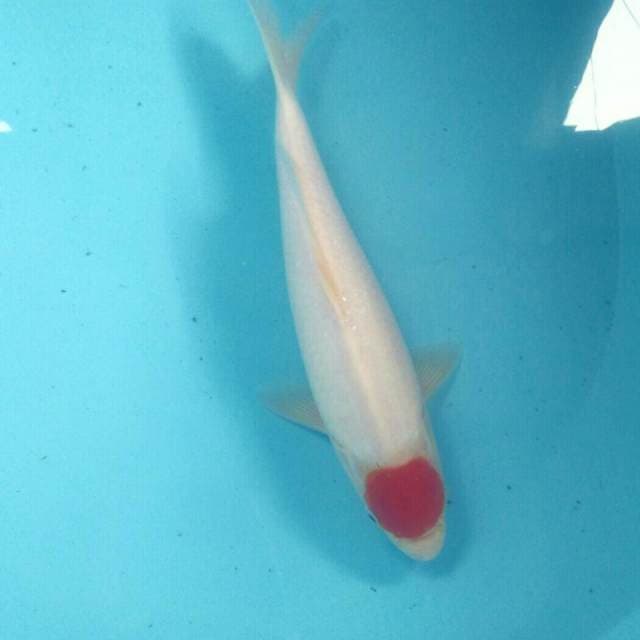 Tancho Kohaku, 29 cm