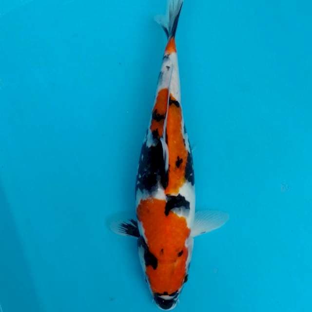 Showa Sanshoku ~ 29cm