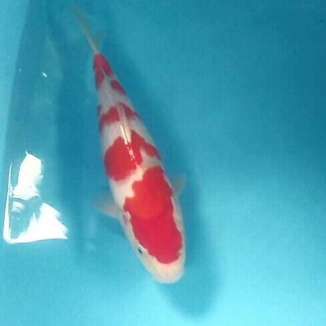 Kohaku, 32 cm