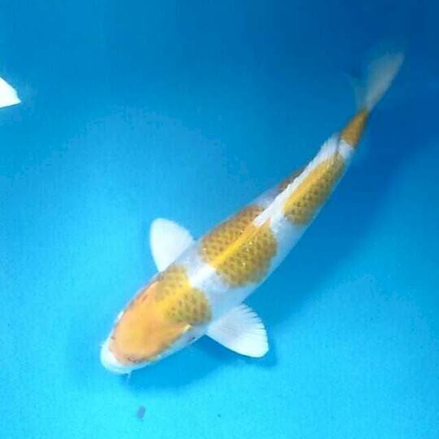Hariwake, 35 cm