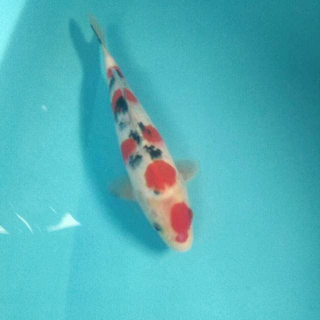 Sanke, Male 27 cm