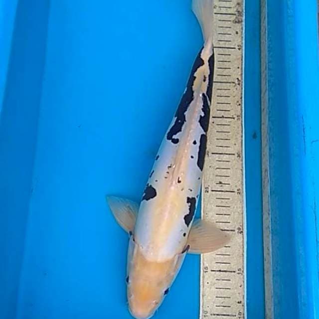 Kumonriyu 44cm