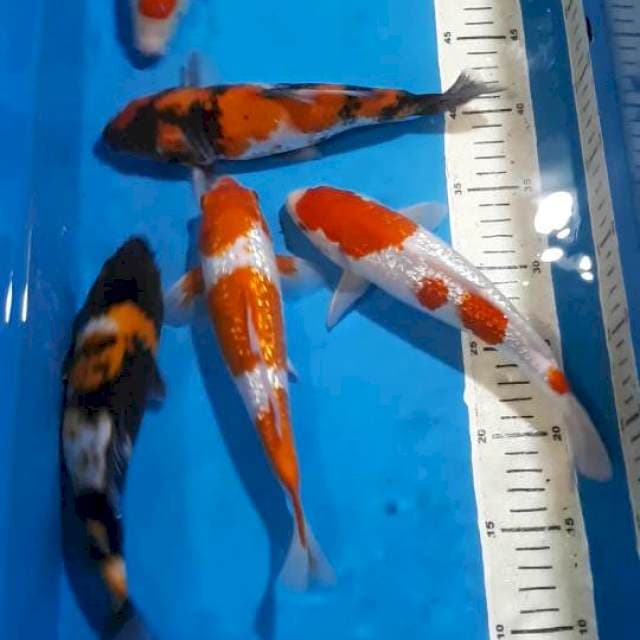 SHOWA KOHAKU 24-25 CM