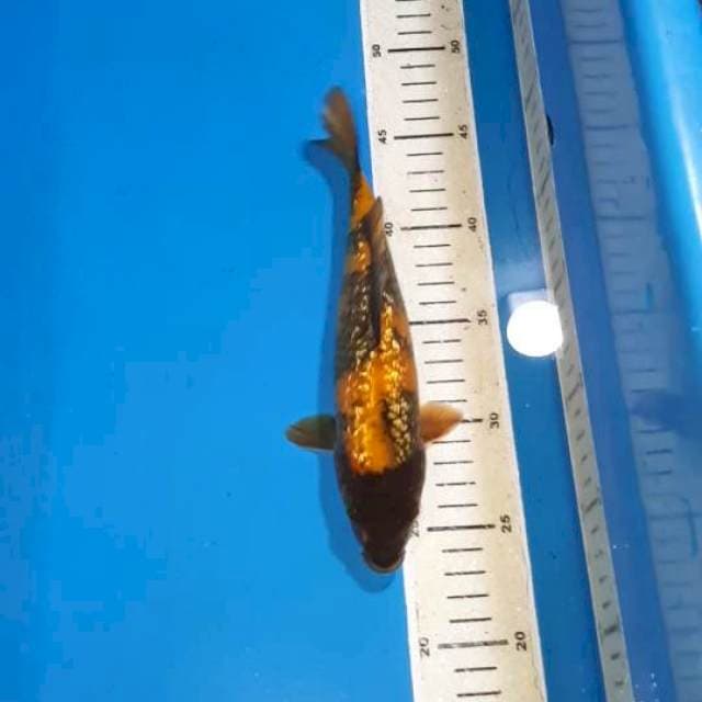 HI UTSURI GINDRIN 23 CM