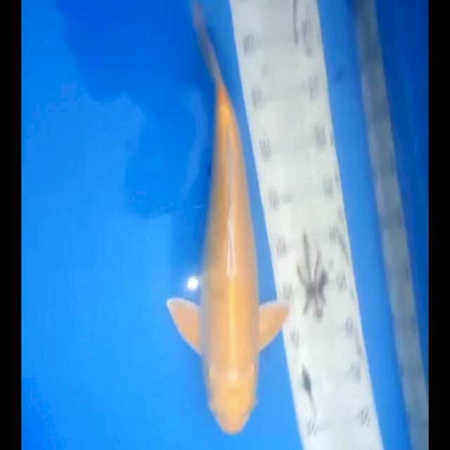 42cm yamabuki ogon male