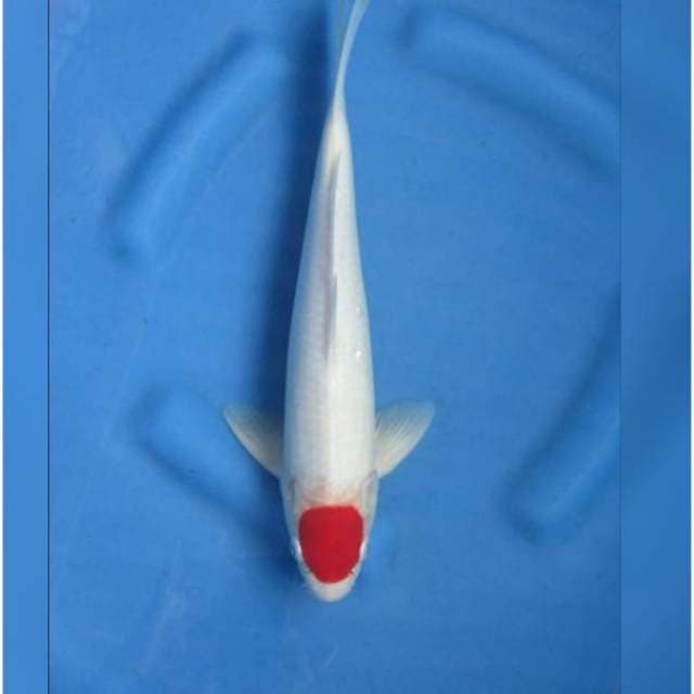 RED TANCHO KOHAKU
