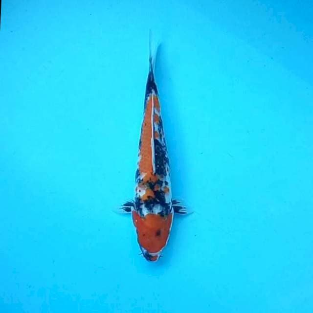 Male, Showa # 28cm