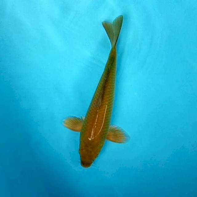 Midori # 30cm