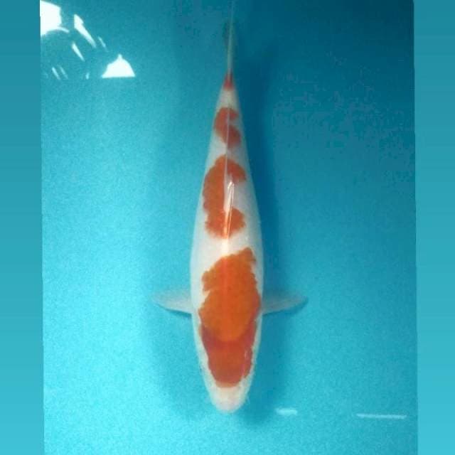 Kohaku, 36 cm